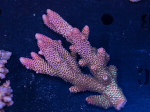 Acropora