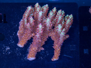 Acropora