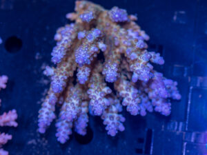 Acropora