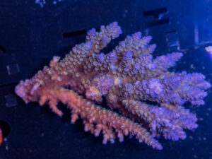 Acropora