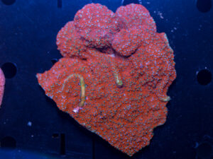 Montipora