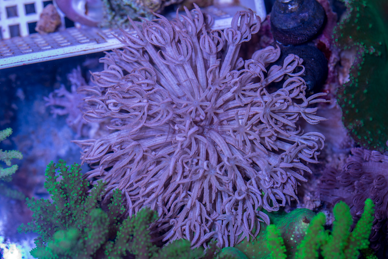 Xenia - Pulsating 1 Xenia - Pulsating