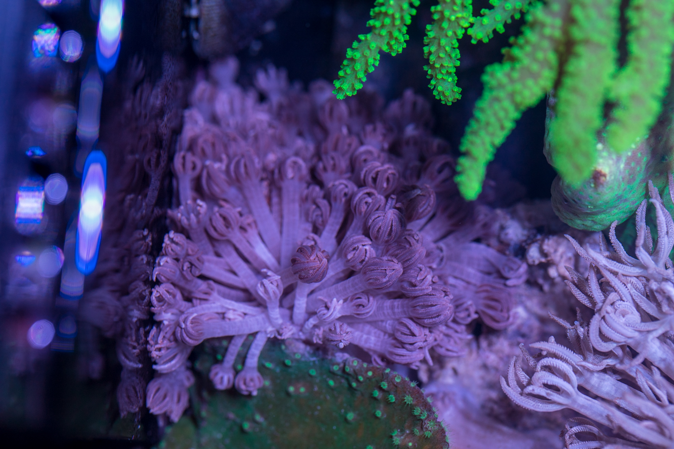 Xenia - Pulsating 1 Xenia - Pulsating