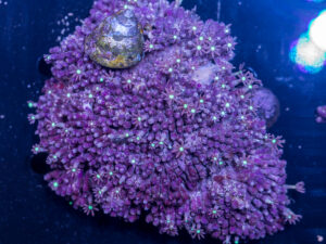 Star Polyp