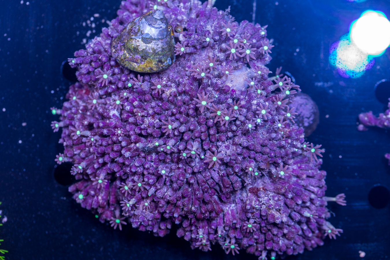 Star Polyp 1 Star Polyp