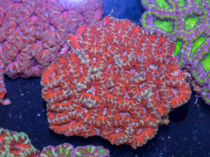 Acan - Lord Howe