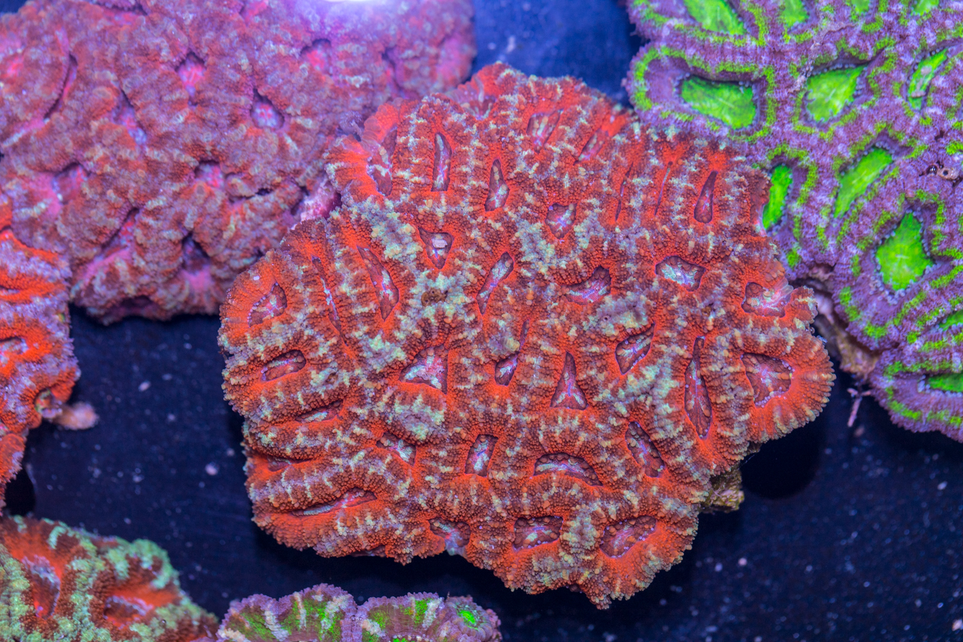 Acan - Lord Howe 1 Acan - Lord Howe