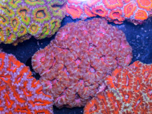 Acan - Lord Howe