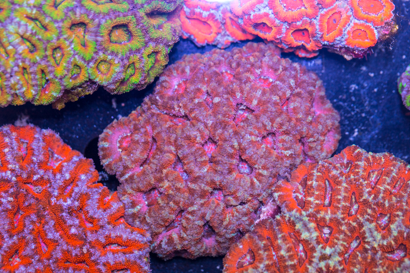 Acan - Lord Howe 1 Acan - Lord Howe