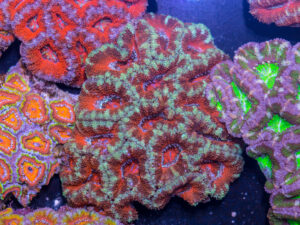 Acan - Lord Howe