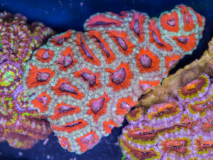 Acan - Lord Howe