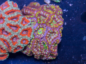 Acan - Lord Howe