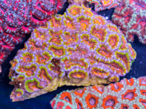 Acan - Lord Howe