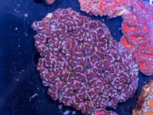 Acan - Lord Howe