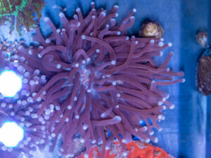 Heliofungia