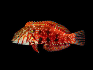 Madagascar Jewel Leopard Wrasse