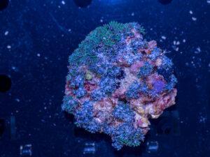 Sympodium