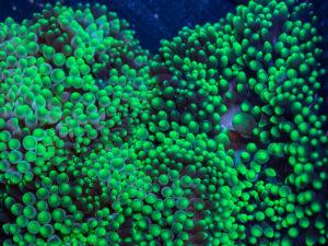 Bubble Tip Anemone - Candy Apple