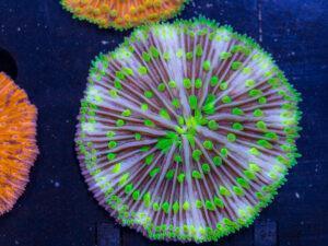 Fungia