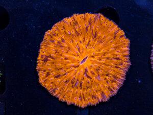 Fungia